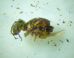 Image result for Globimetula kivuensis