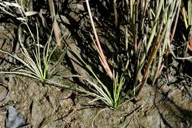 Image result for Isoetaceae