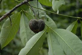 Image result for Hevea brasiliensis