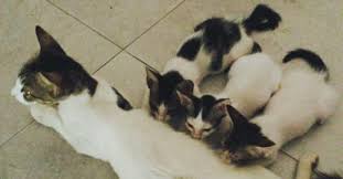 A good place to start is announcements on social networking and free to good home ads online or in your local newspapers. Adopt Strays They Are Free Adopt Strays Puppies Adopt Animals Animals Pet Love