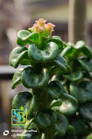 Image result for Hermbstaedtia scabra