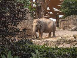 Always get the latest news from zoo zurich. Zoo Zurich Masoala Regenwald Zuerich Com