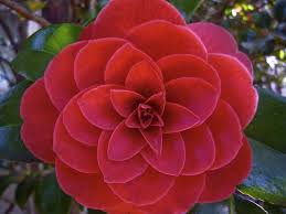 Gallery For Gt Camellia Sinensis Tattoo Camellia Flower Camellia Flowers