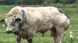 Belgian blue / all classes / virginia; Belgian Blue Bull Advantages Disadvantages Facts Price