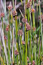 Image result for Ficinia