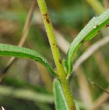 Image result for Buchnera affinis