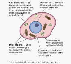 Animal cells have a basic structure. Animal Cell Cell Membrane Animal Cell Mitochondria