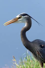 Blue Birds Native To Colorado Great Blue Heron Boulder Colorado C Steve Frye Photo Taken During Wild Bird Center Of Boulder Co Bird Walk May 1 Wild Birds Beautiful Birds Blue Heron