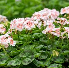 Image result for Geranium