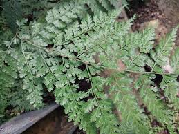 Image result for Rumohra adiantiformis