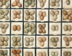 the colour of birds eggs museums victoria