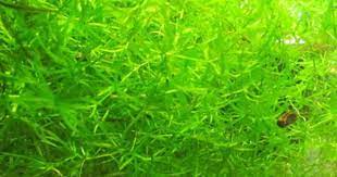 Electronics Cars Fashion Collectibles Coupons And More Ebay Aquarium Grass Aquatic Plants Planted Aquarium