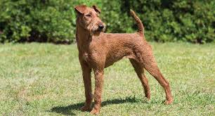 If properly socialized, this breed is good with children and other animals. Patterdale Terrier Dog Breed Profile Petfinder