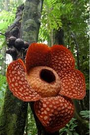 See It Believe It Smell It Rafflesia Parasitic Flower Biggest Flower In The World Unusual Flowers Strange Flowers Rare Flowers