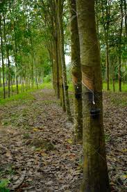 Image result for Hevea brasiliensis