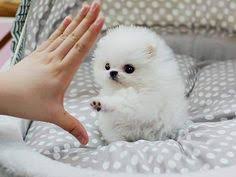 Pomeranians are small in size, classified as a toy dog. Teacup Pomeranian Puppy Price In India