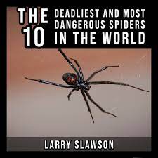 Black widow spiders are considered venomous spiders in north america. The Top 10 Deadliest Spiders In The World Owlcation