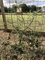 It is important that the soil be sufficiently warm (60° f minimum) for planting tomatoes. Ask A Question Forum Celebrity Tomato Garden Org
