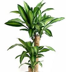 Growing Dracaena Fragrans How To Grow Corn Plants Corn Plant Dracaena Plant Corn Plant Care