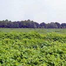 Image result for Solanum viarum