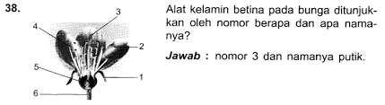 Maybe you would like to learn more about one of these? 60 Soal Essay Biologi Tentang Tumbuhan Dengan Jawaban
