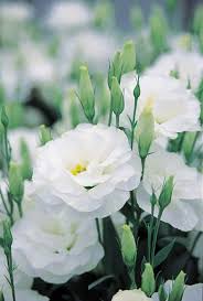 Lisianthus Beautiful Flowers Flower Garden Seasonal Flowers