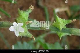 Image result for Oxygonum sinuatum