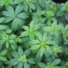 Image result for Galium