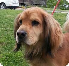 Windham Nh Golden Retriever Meet Jake A Pet For Adoption