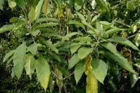 Image result for Solanum schumannianum