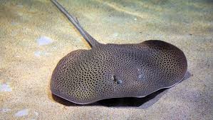 Image result for Stingray