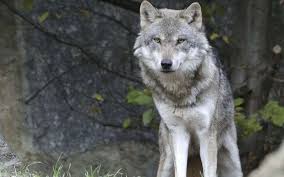 Vous pouvez la demander si vous avez des attaches familiales en france, si vous avez rendu des services à la france ou si vous bénéficiez d'une protection internationale. Au Moins 530 Loups En France La Population A Atteint Son Seuil De Viabilite Dans Le Pays