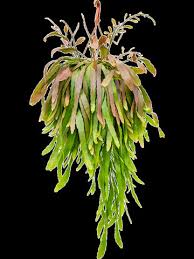 Image result for Rhipsalis
