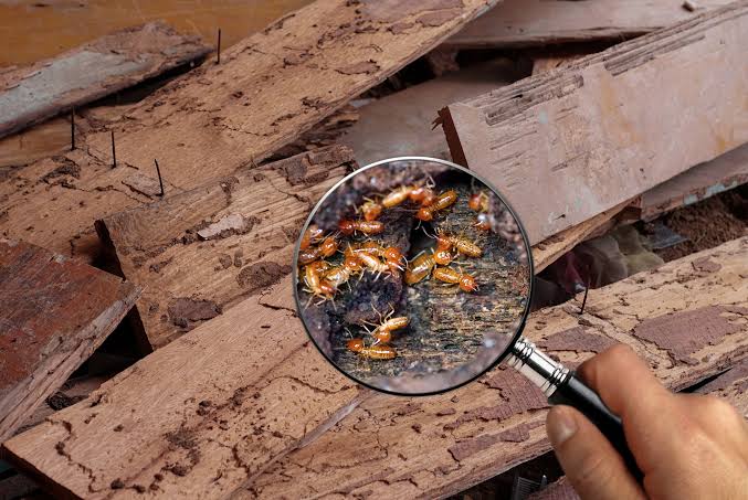 Home Pest Inspection in Rohtak