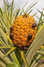 To the best of my knowledge the european. Pineapple Plant Diseases And Pests How To Treat Issues In Pineapple Plants