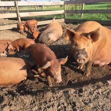 See more ideas about tamworth, pig, tamworth pig. Wild Pig Farm Tamworth Photos Facebook
