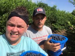Good morning from Oakey Woods, blueberries looking great