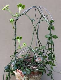 Image result for Ceropegia simplex