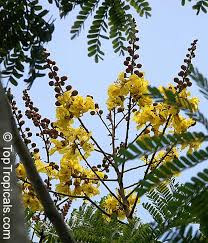 Image result for Peltophorum pterocarpum