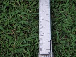 Bagaimana cara menanam rumput mutiara, yang merupakan primadonanya rumput hias. Rumput Di Padang Bola Turf Matters