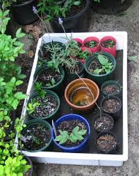 It is a watering system using planters that contain a reservoir of water at the bottom. How To Build A Self Watering Seedling Tray Deep Green Permaculture