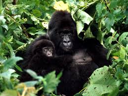 Mountain Gorilla Gorillas Wwf