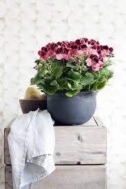 Maybe you would like to learn more about one of these? March 2015 Regal Pelargonium Is Houseplant Of The Month Flower Council