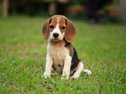 Beagle Puppies For Sale Preston Lancashire Pets4homes Beagle Dog Breed Beagle Puppy Beagle Dog
