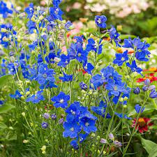 Delphinium Elatum Planet Blue