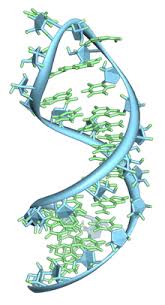 Rna polymerase is an enzyme that produces rna and catalyzes the initiation and elongation of rna chains from a dna template. Rna Wikipedia