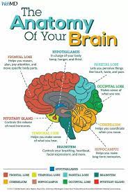 Pin By Andy Gaudin On Ps Brain Facts Brain Anatomy Learning Science
