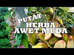 Check spelling or type a new query. Buah Rare Putat Pucuk Buah Sebagai Ulaman Youtube