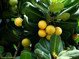 Image result for Mimusops