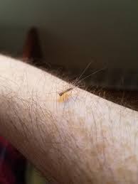 Maybe you would like to learn more about one of these? Just In Case Anyone Hasn T Seen A Baby House Centipede Scutigera Coleoptrata Whatsthisbug